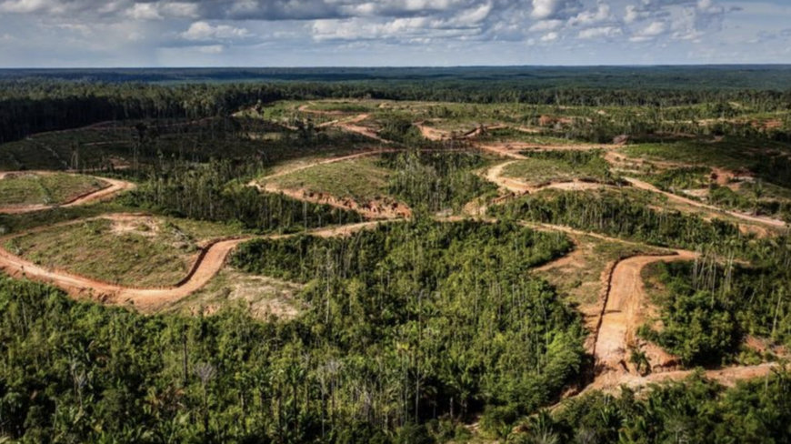 Indonesia palm oil lobby pushes 1 million hectares of new Sulawesi plantations